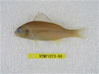 藏品(四線雞魚)的圖片